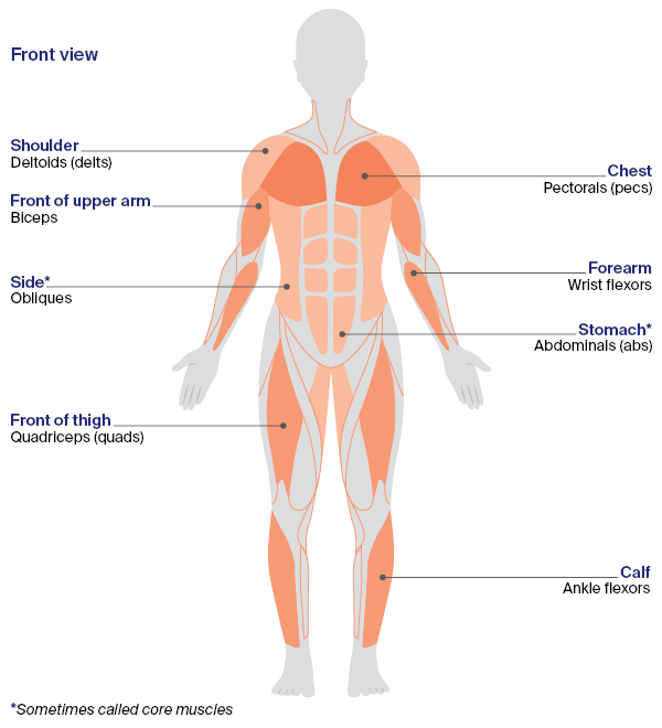 Muscle groups - front